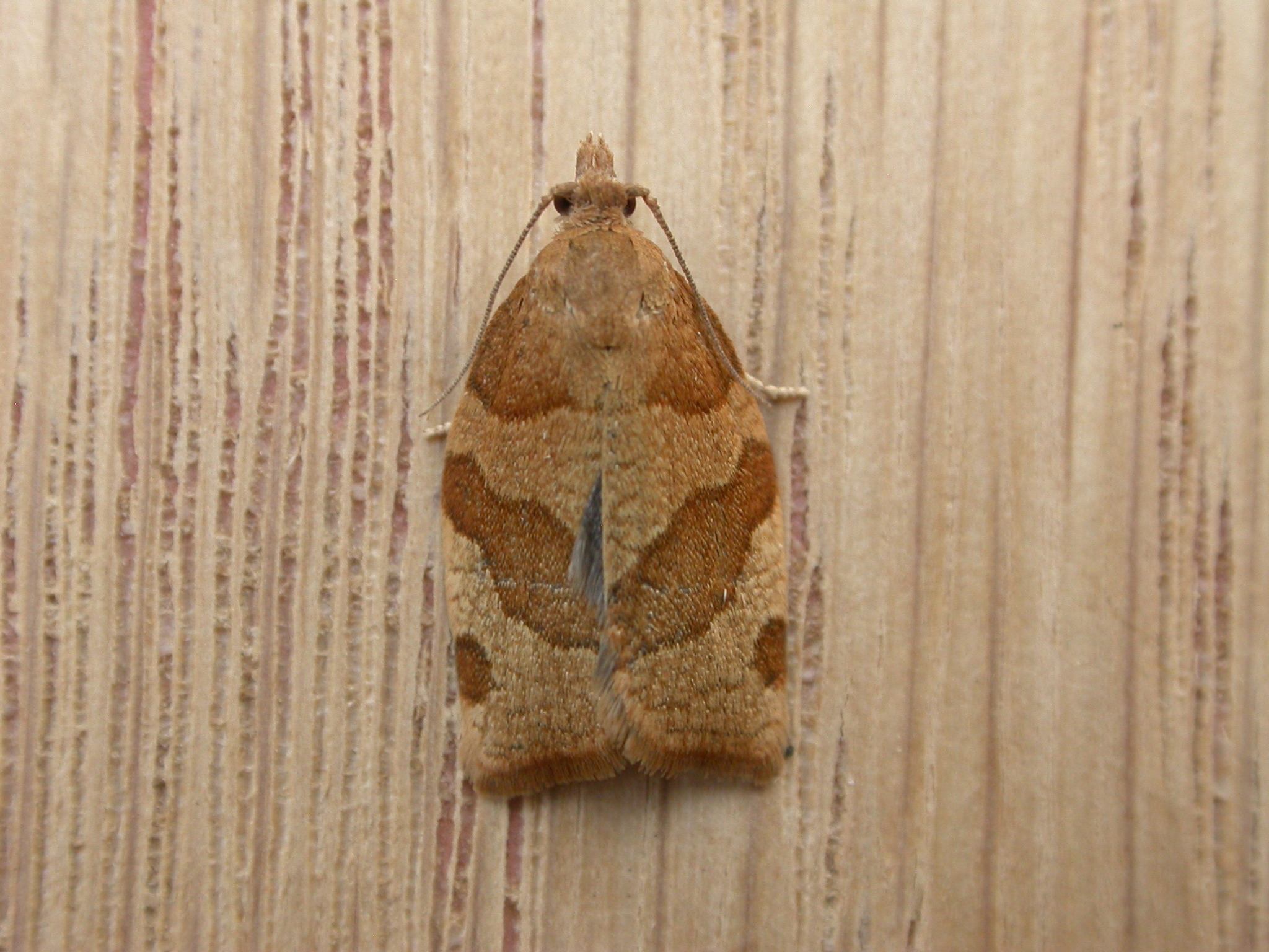 Pandemis cerasana