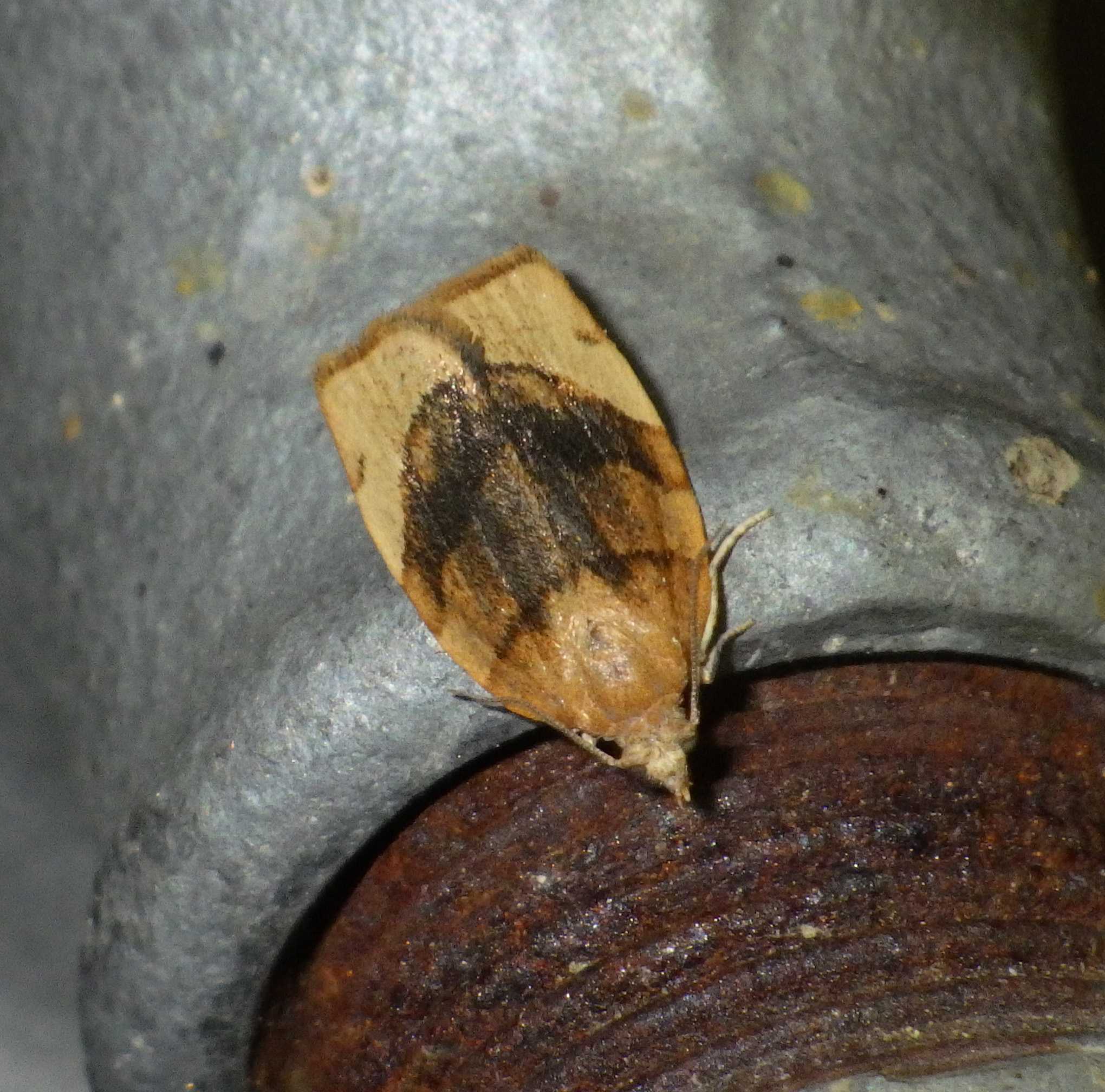Pandemis cerasana