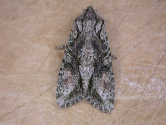 Graphania mutans