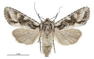 Graphania mutans