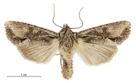 Graphania mutans