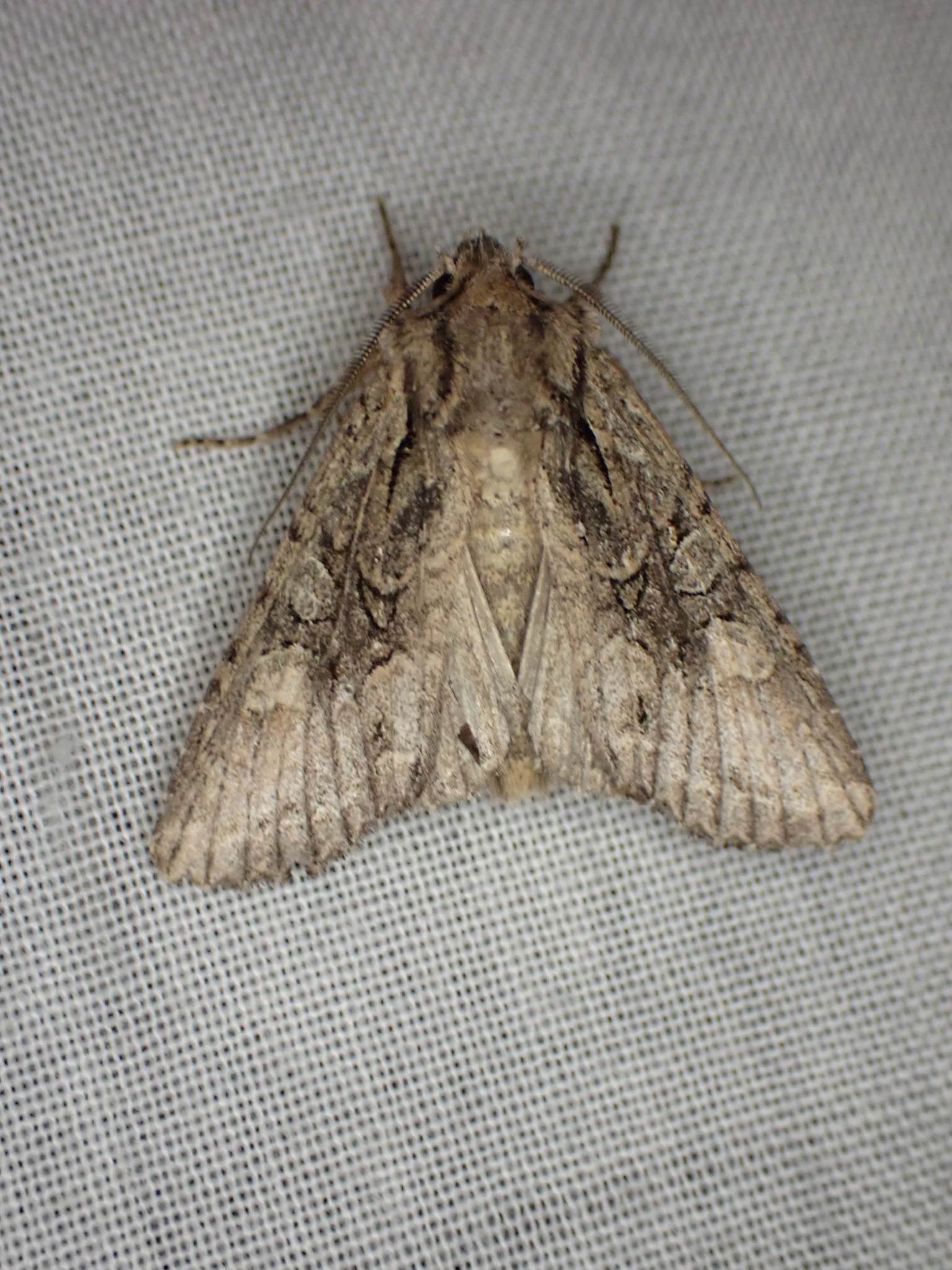 Graphania mutans