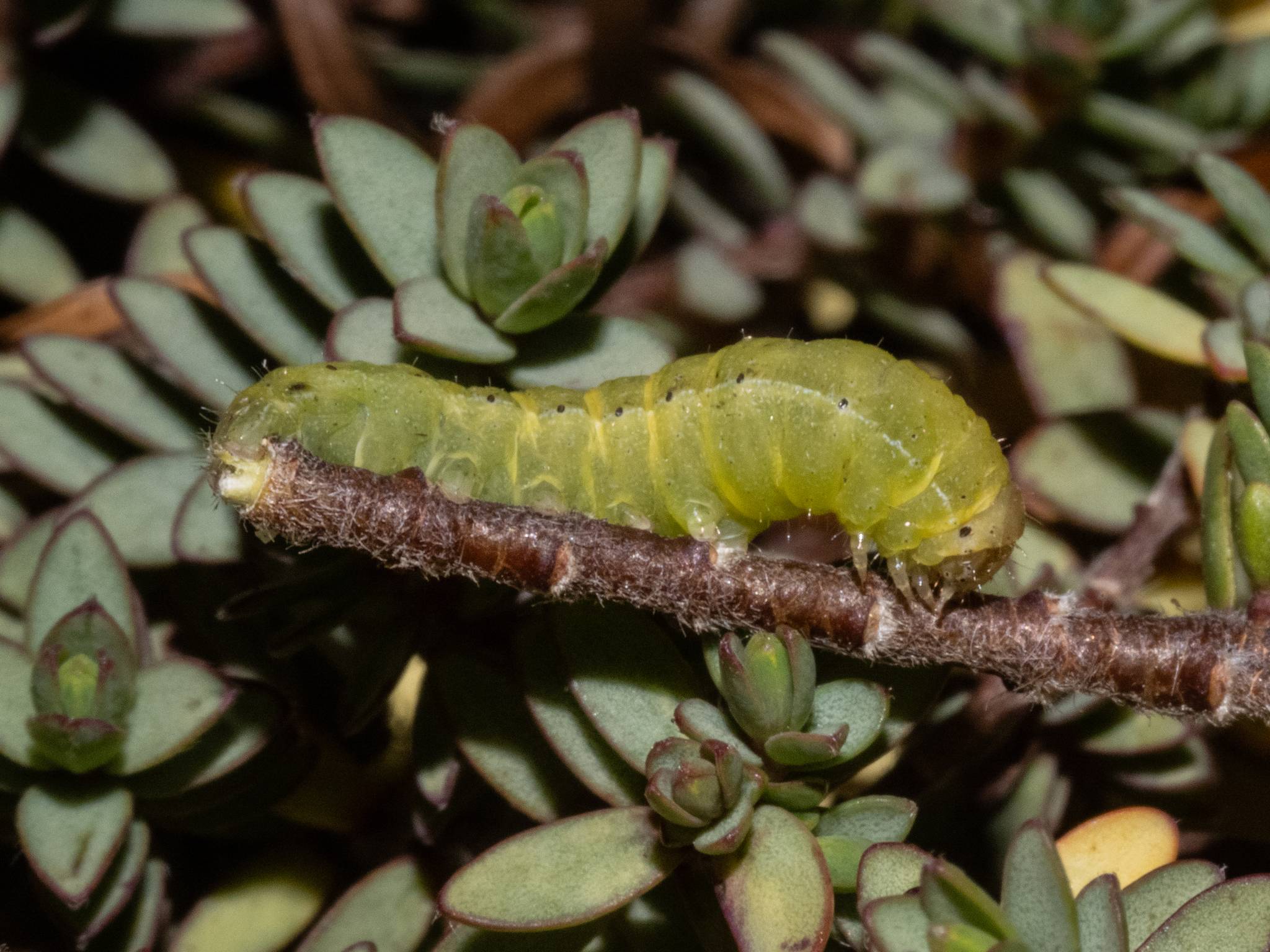 Graphania mutans