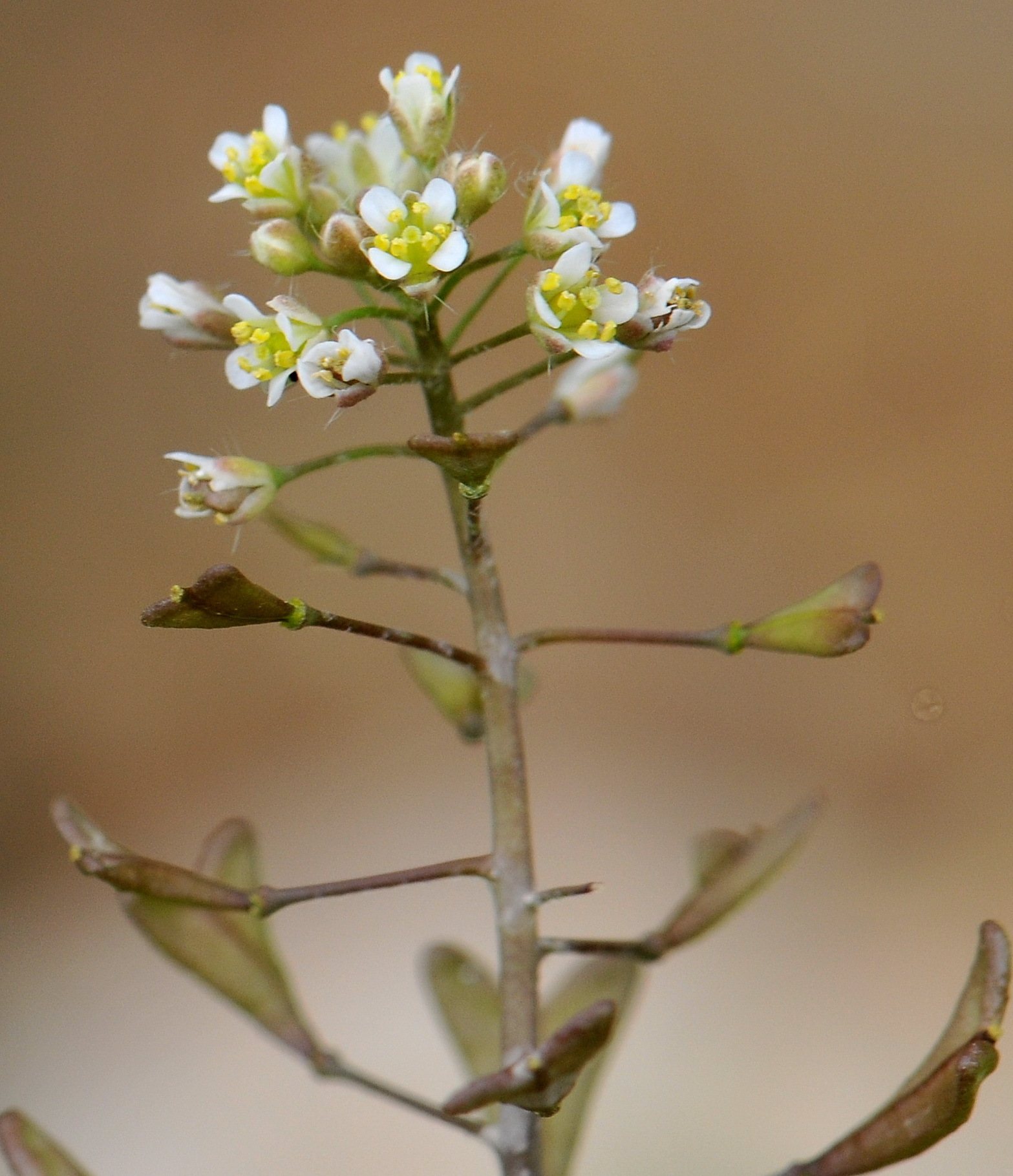 Capsella bursa-pastoris