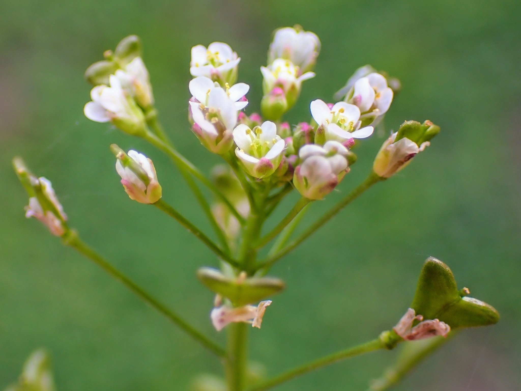 Capsella bursa-pastoris