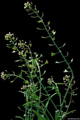 Capsella bursa-pastoris