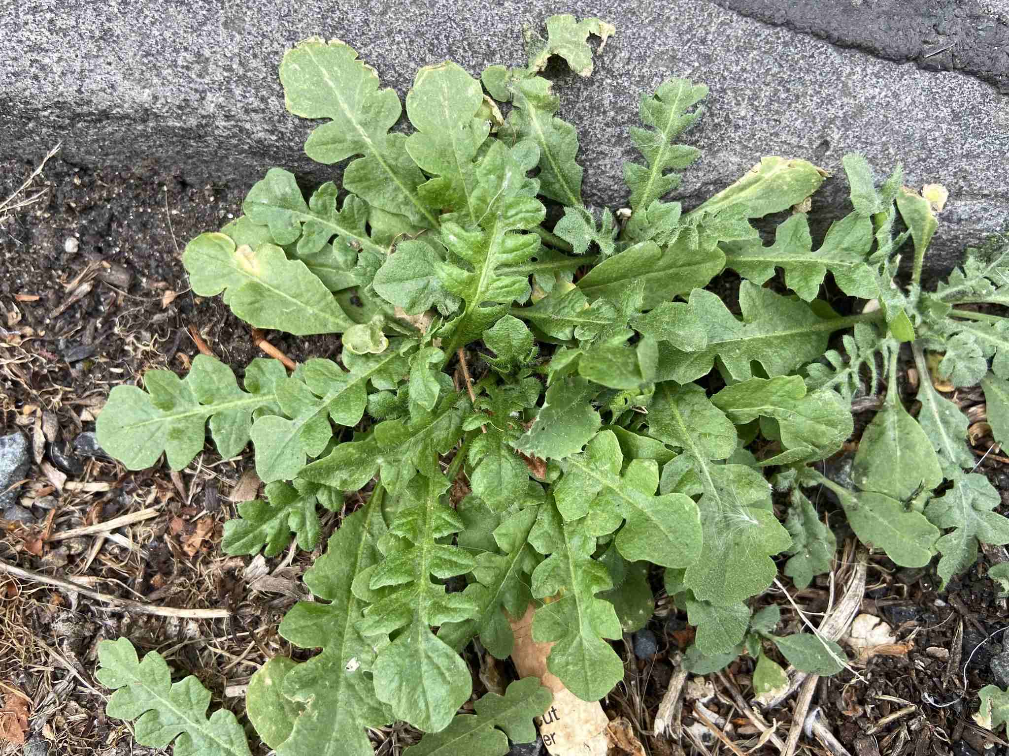 Capsella bursa-pastoris