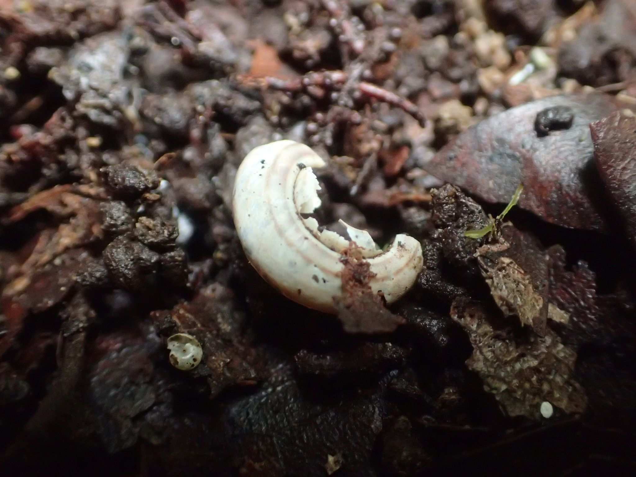 Trichodiscina coactiliata