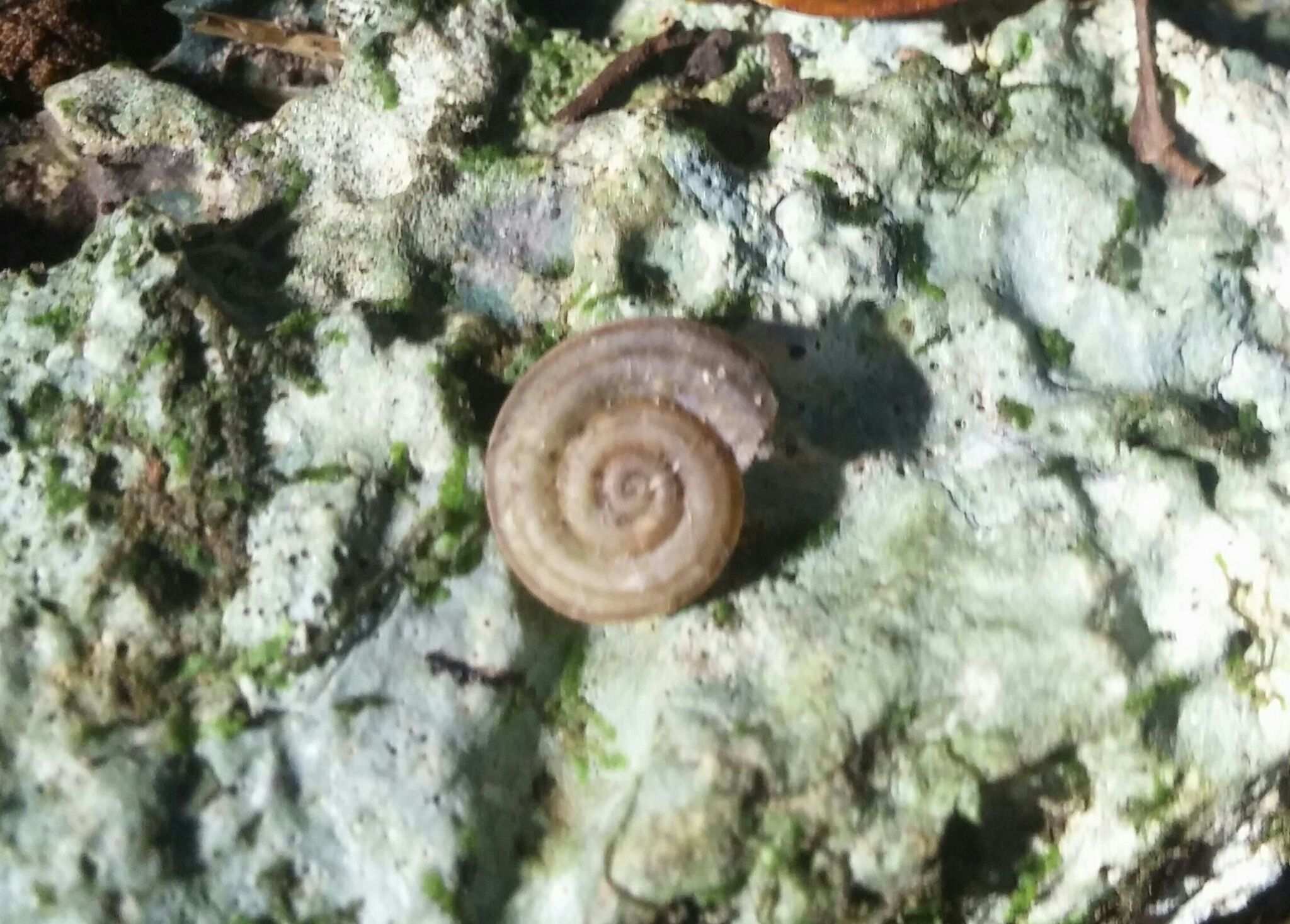 Trichodiscina coactiliata
