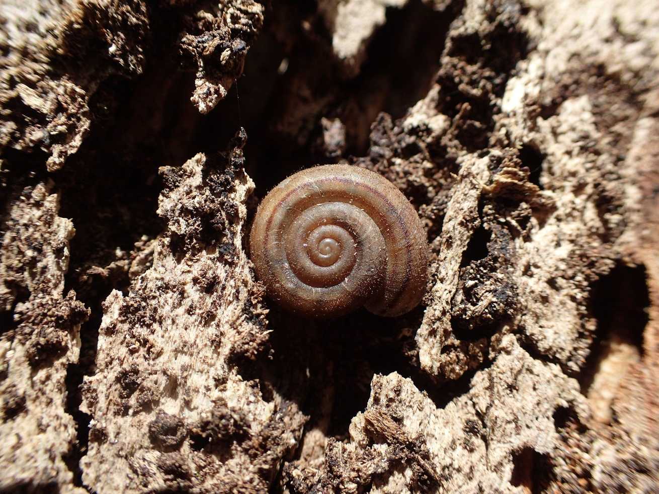 Trichodiscina coactiliata
