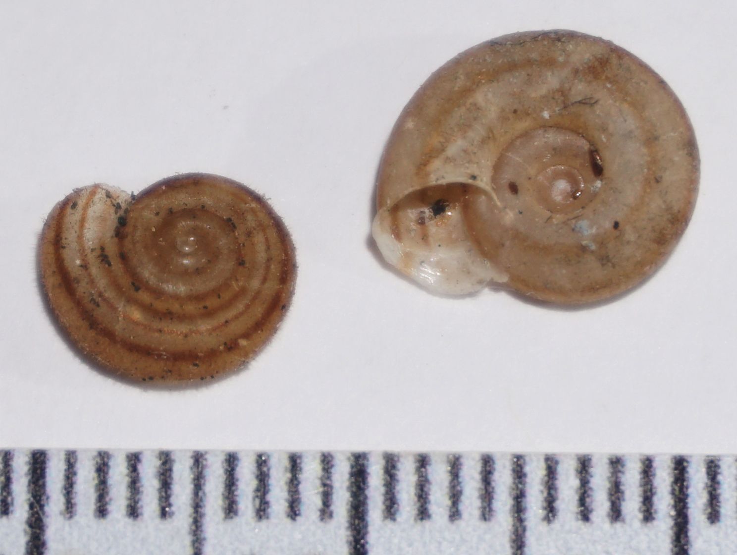 Trichodiscina coactiliata