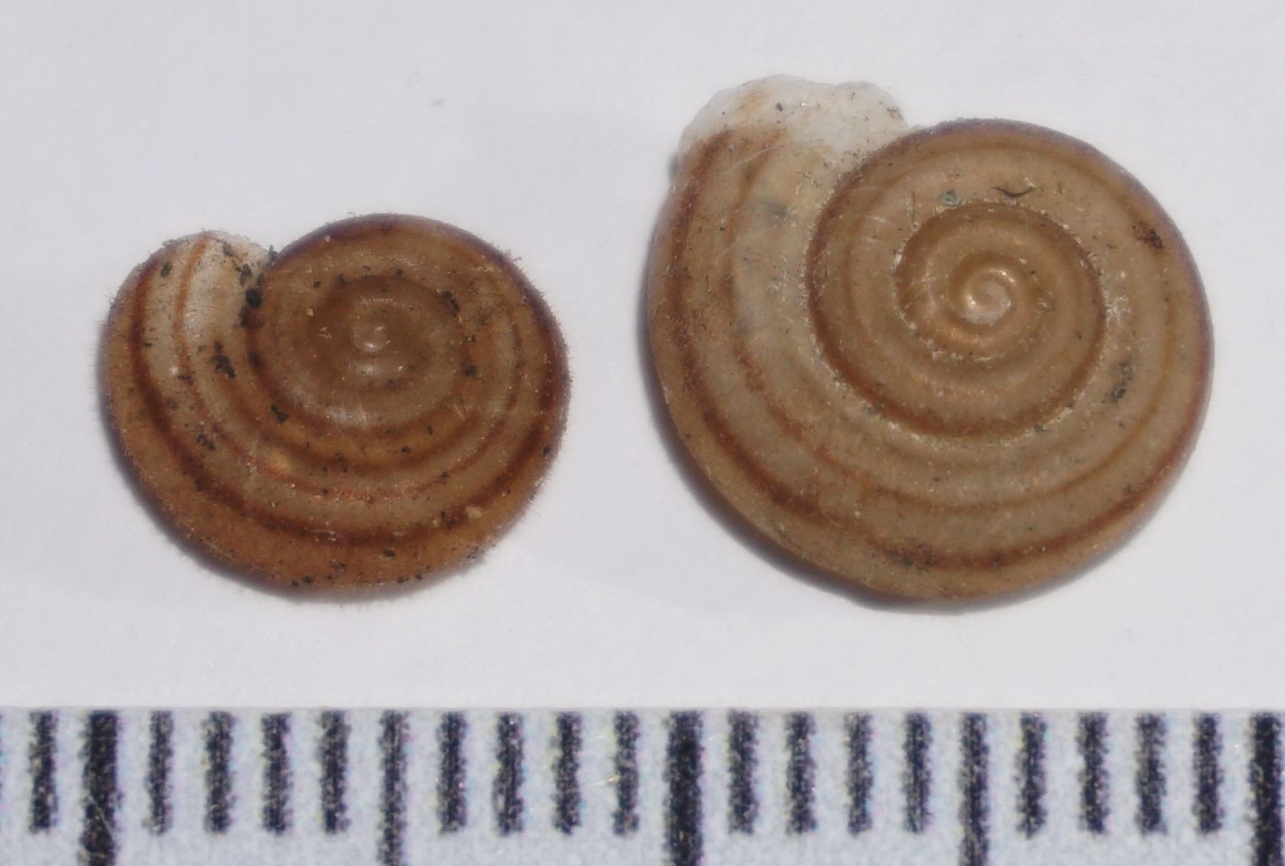 Trichodiscina coactiliata