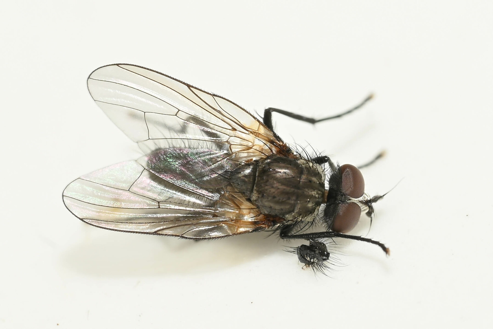 Pegomya rubivora