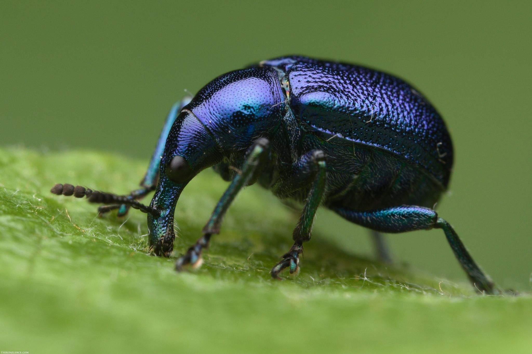 Byctiscus betulae