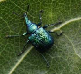 Byctiscus betulae