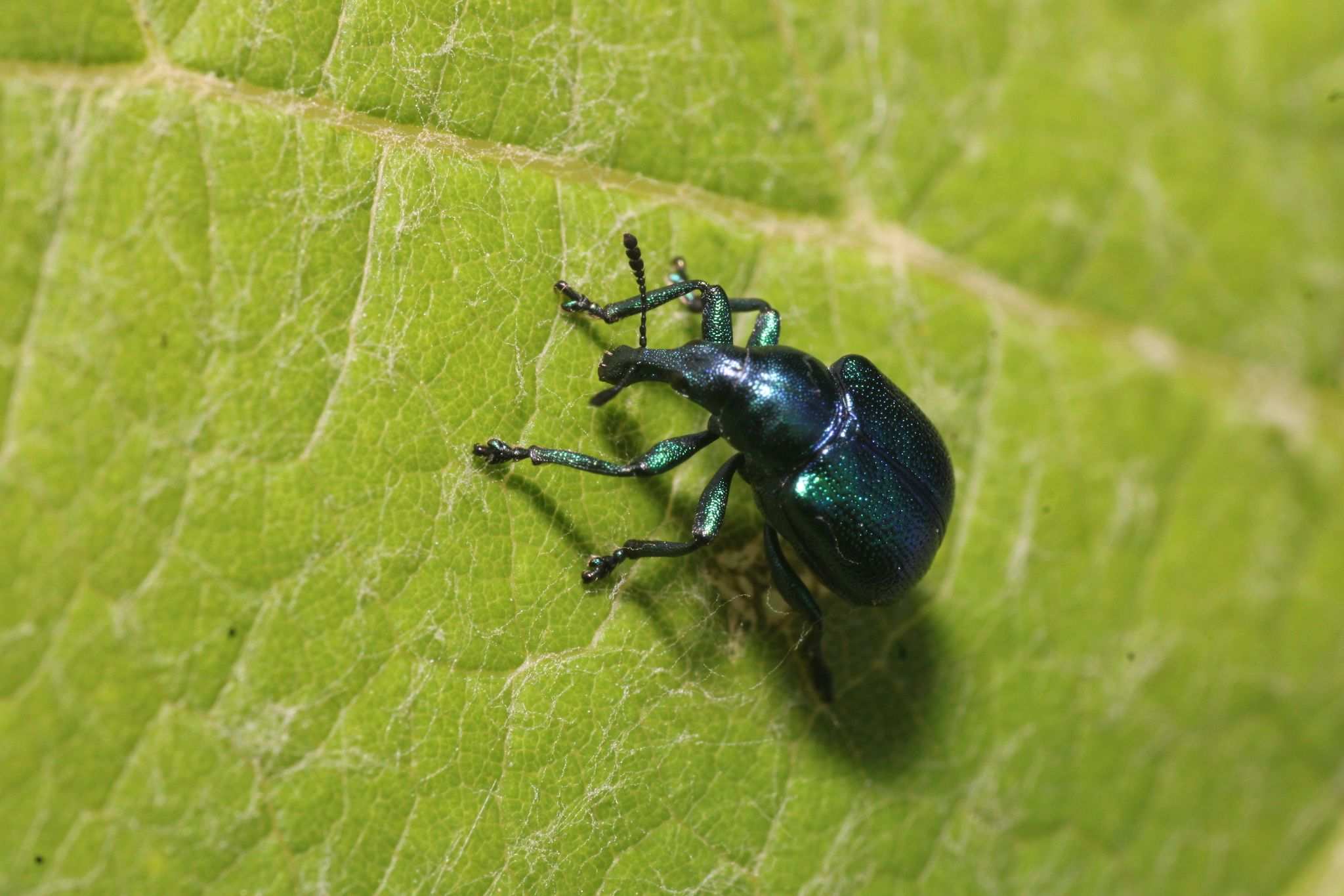 Byctiscus betulae