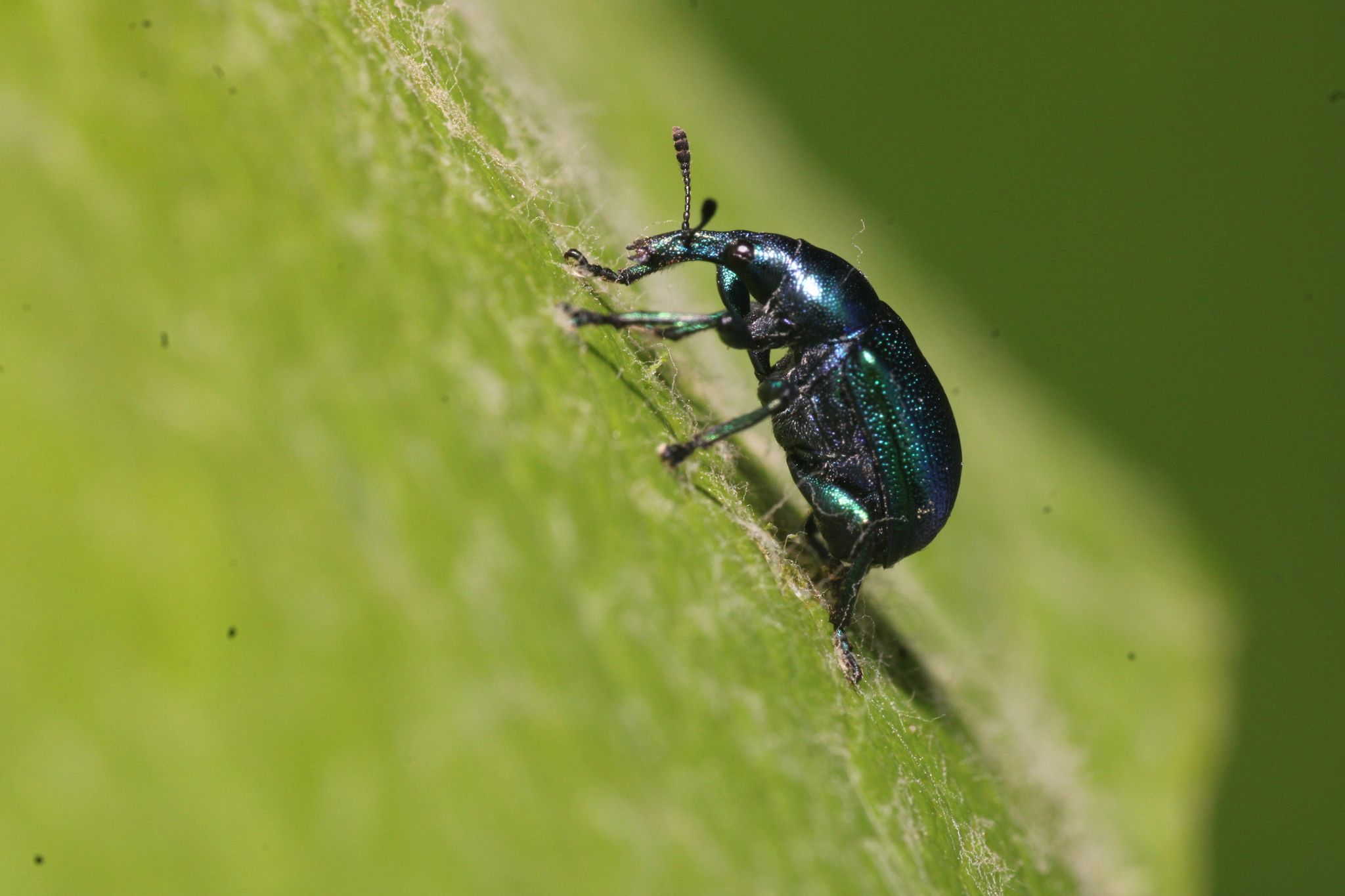 Byctiscus betulae