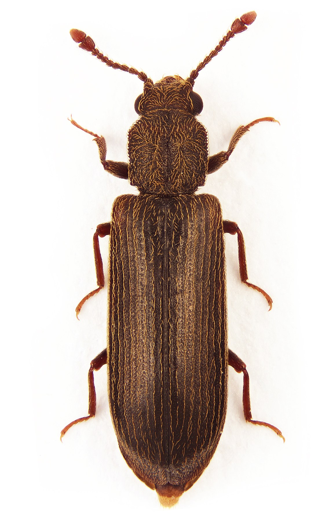 Lyctus linearis