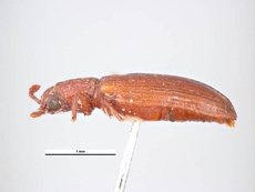 Lyctus linearis