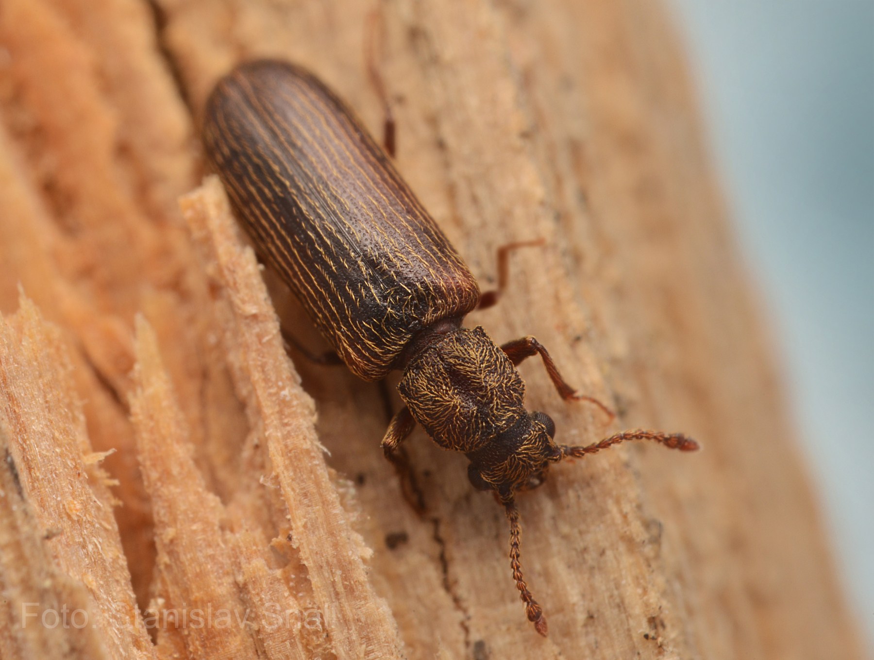 Lyctus linearis