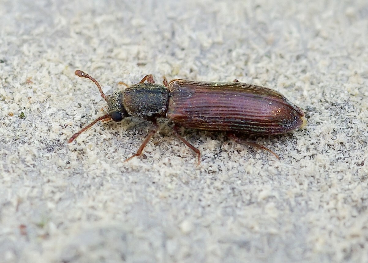 Lyctus linearis