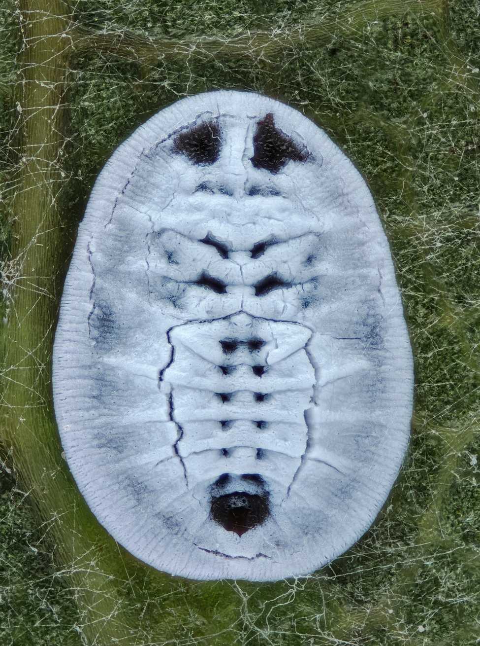 Aleurochiton aceris