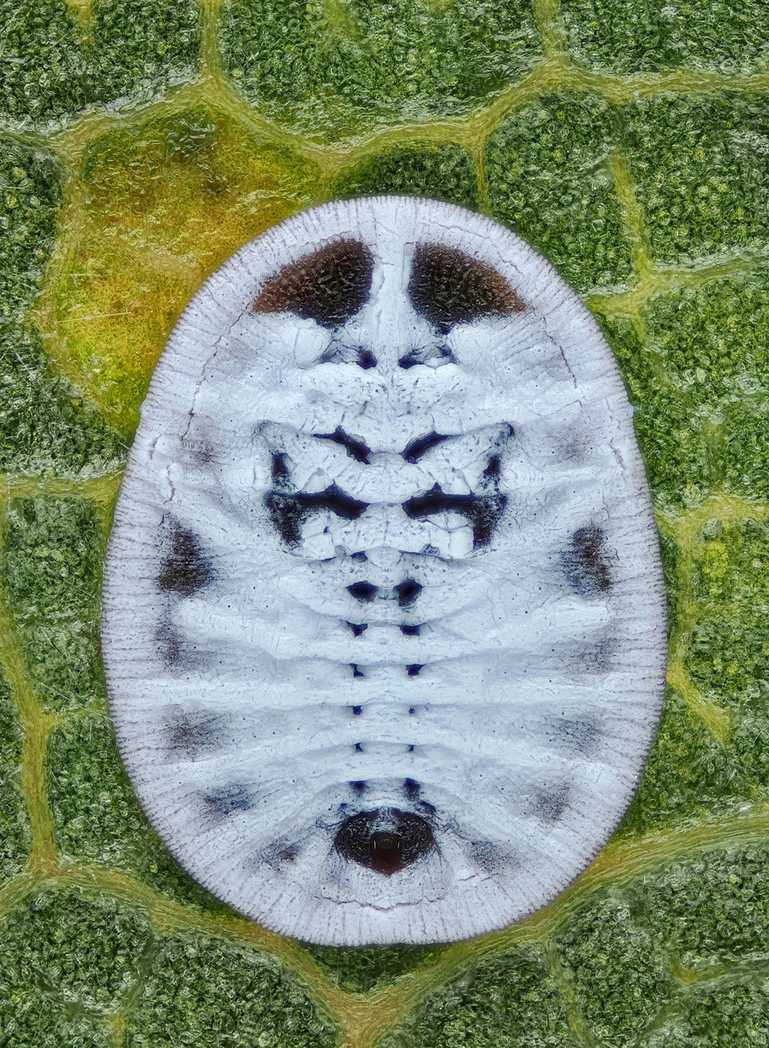 Aleurochiton aceris