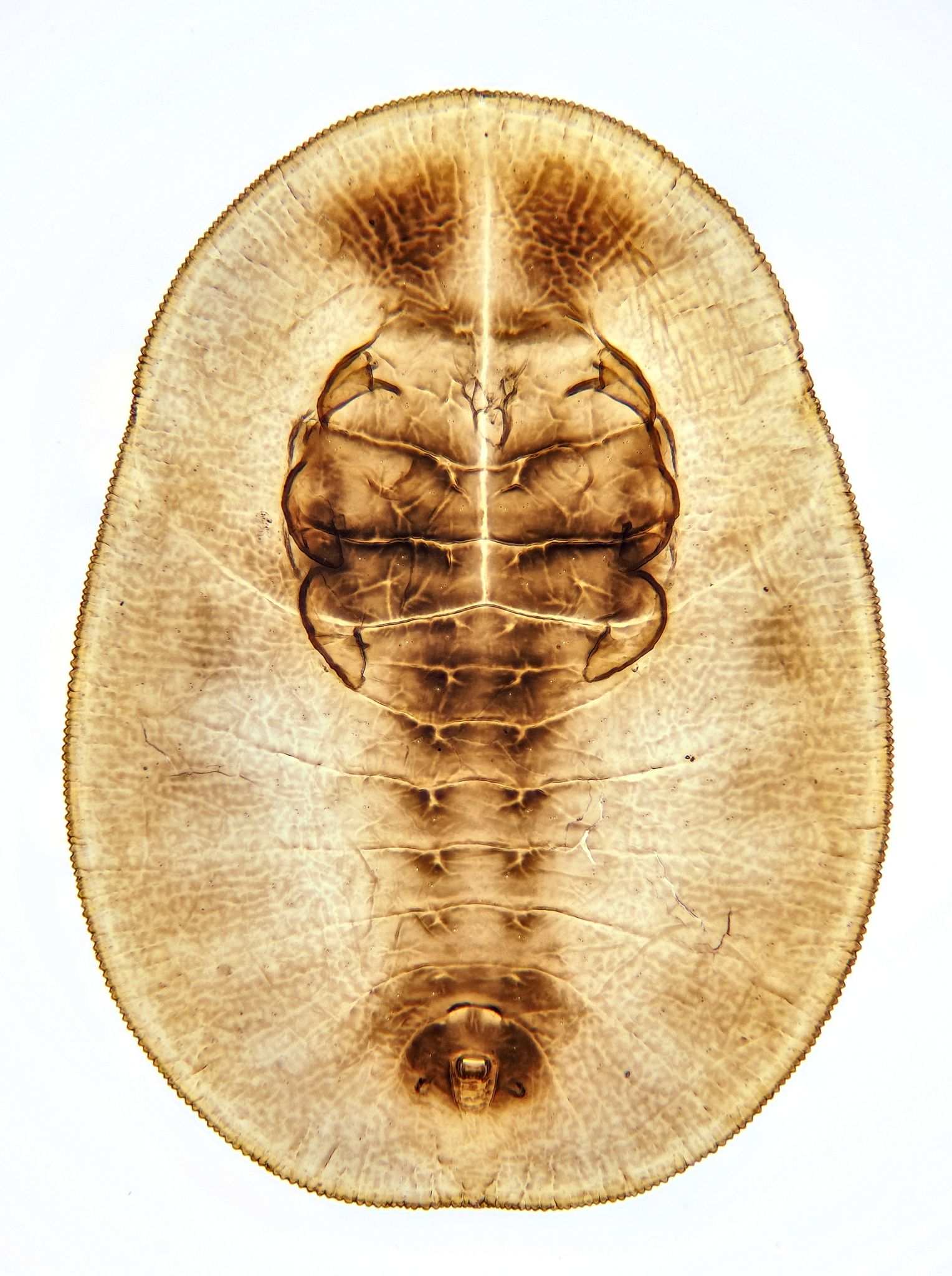 Aleurochiton aceris