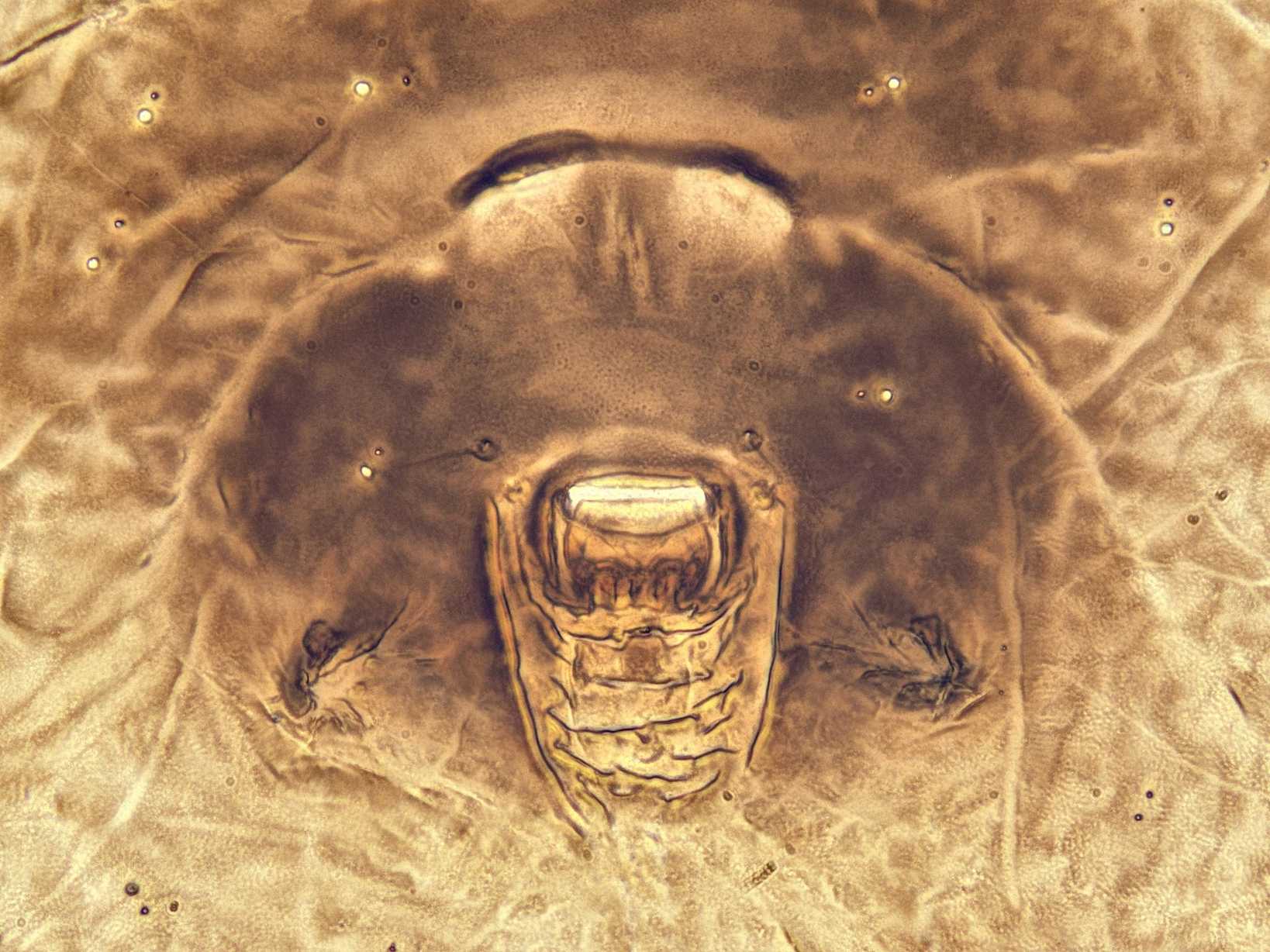 Aleurochiton aceris