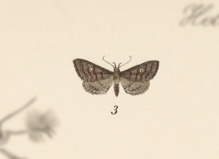 Physula