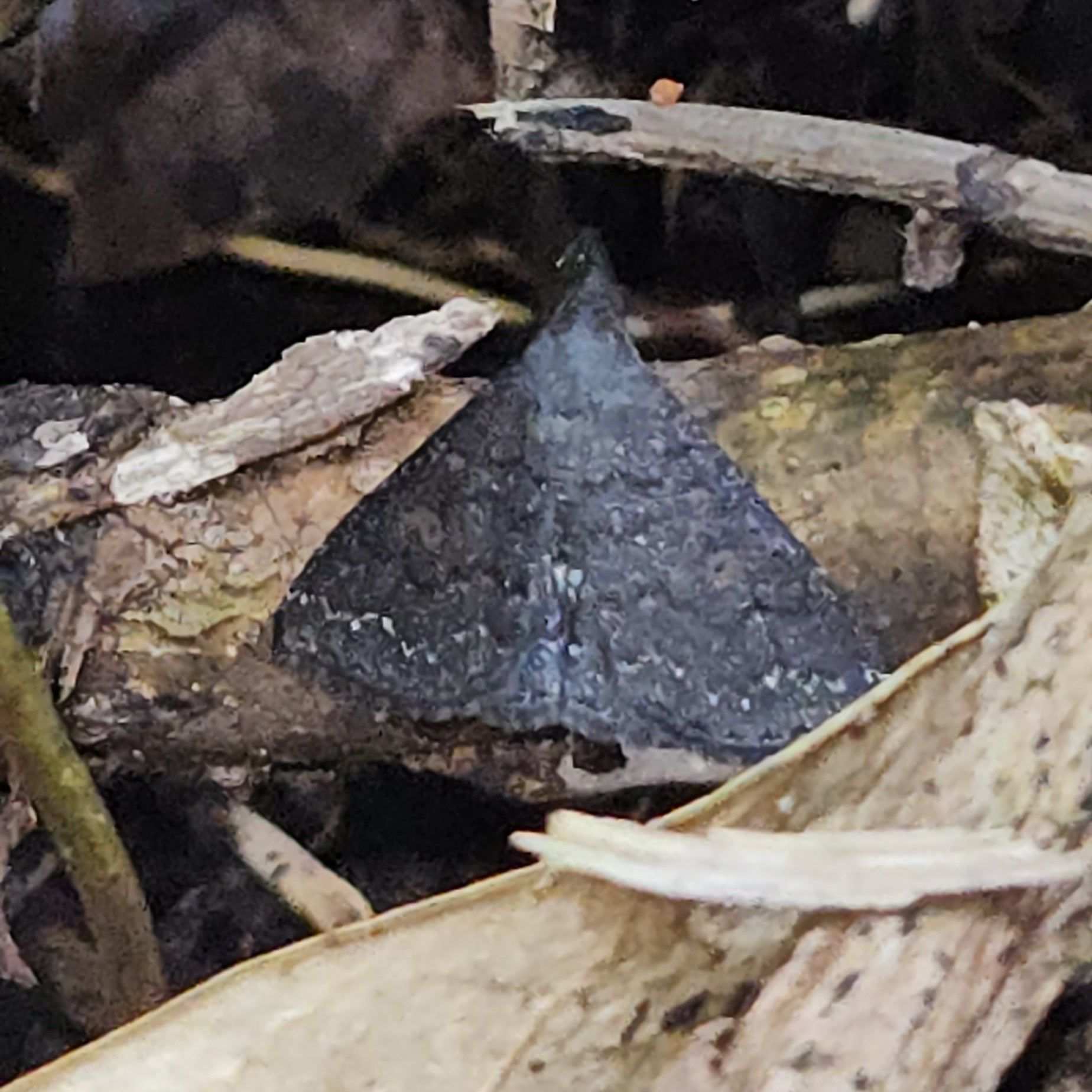 Physula