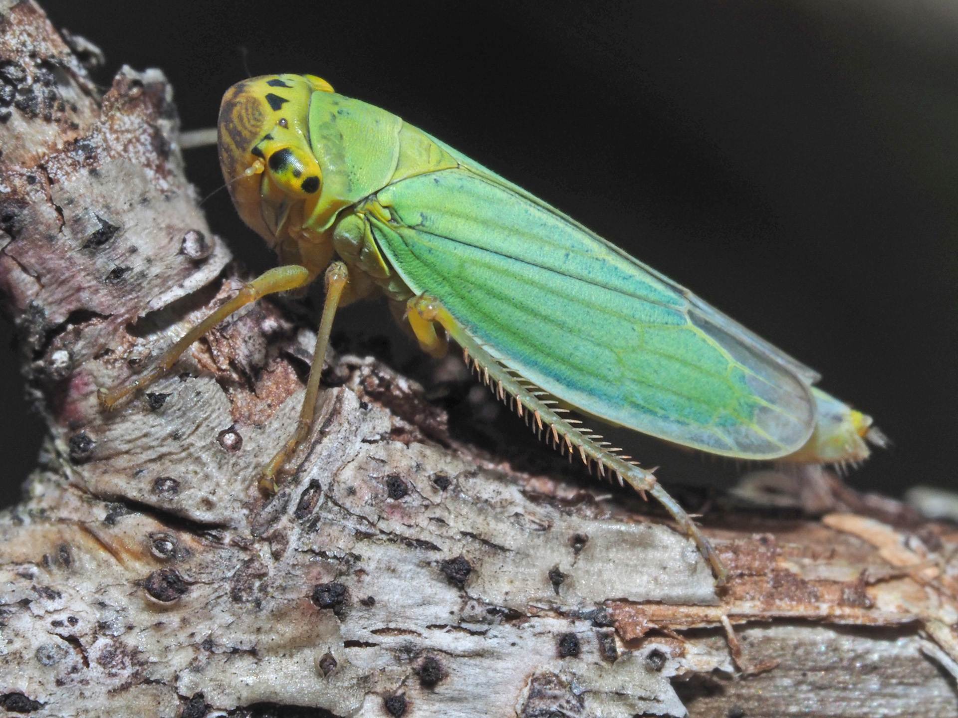 Cicadella viridis