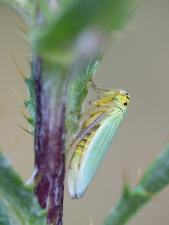 Cicadella viridis