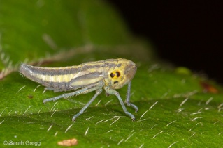 Cicadella viridis