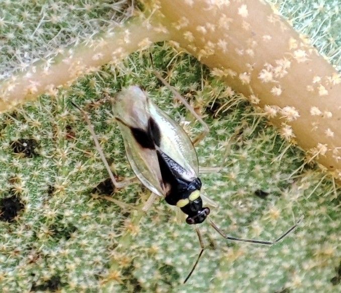Falconiodes