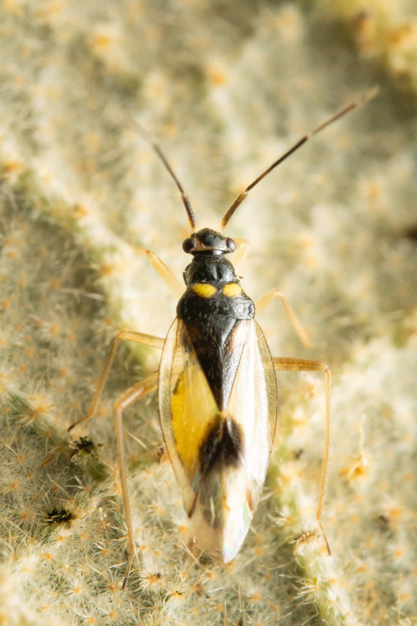 Falconiodes