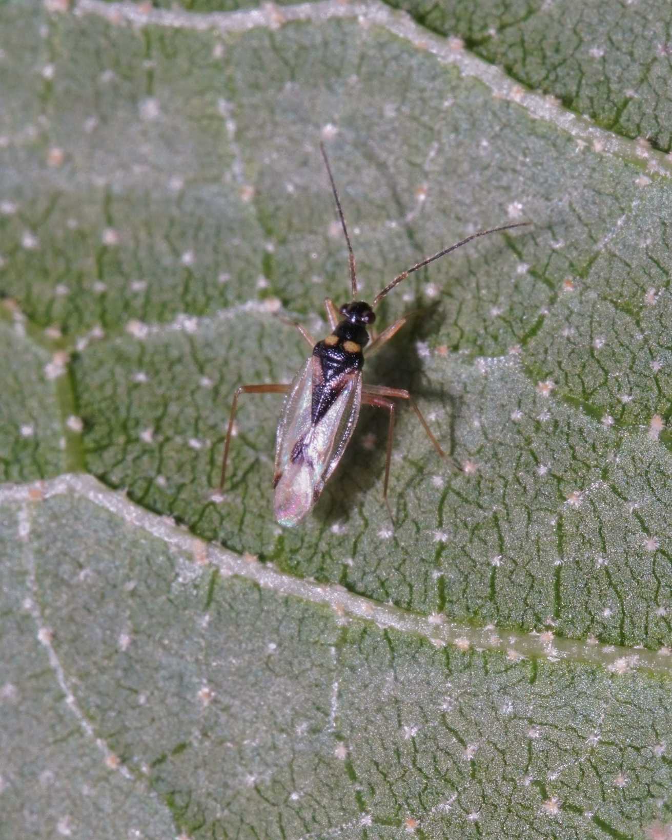 Falconiodes