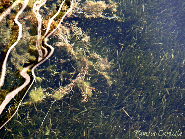 Vallisneria spiralis