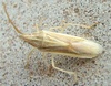 Mecidea