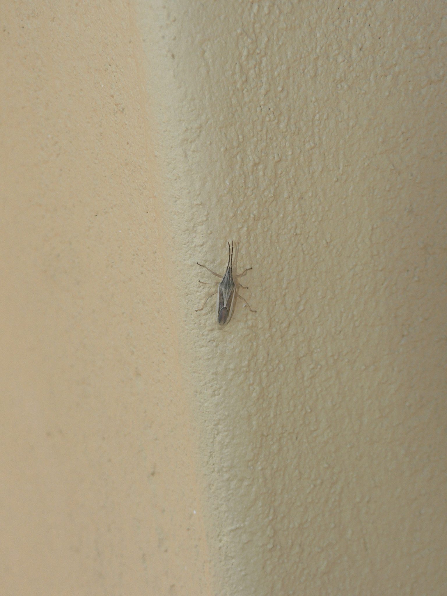 Mecidea