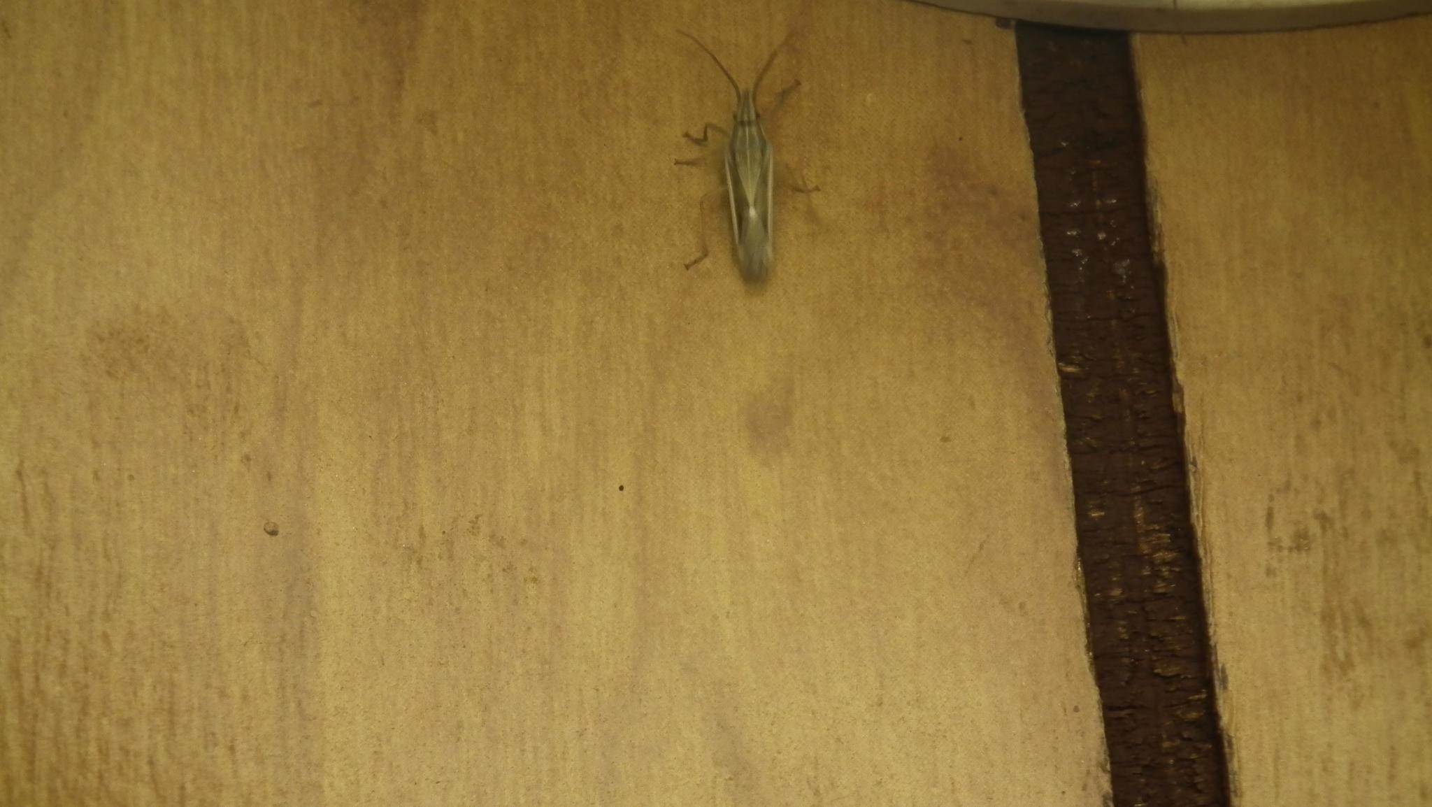 Mecidea