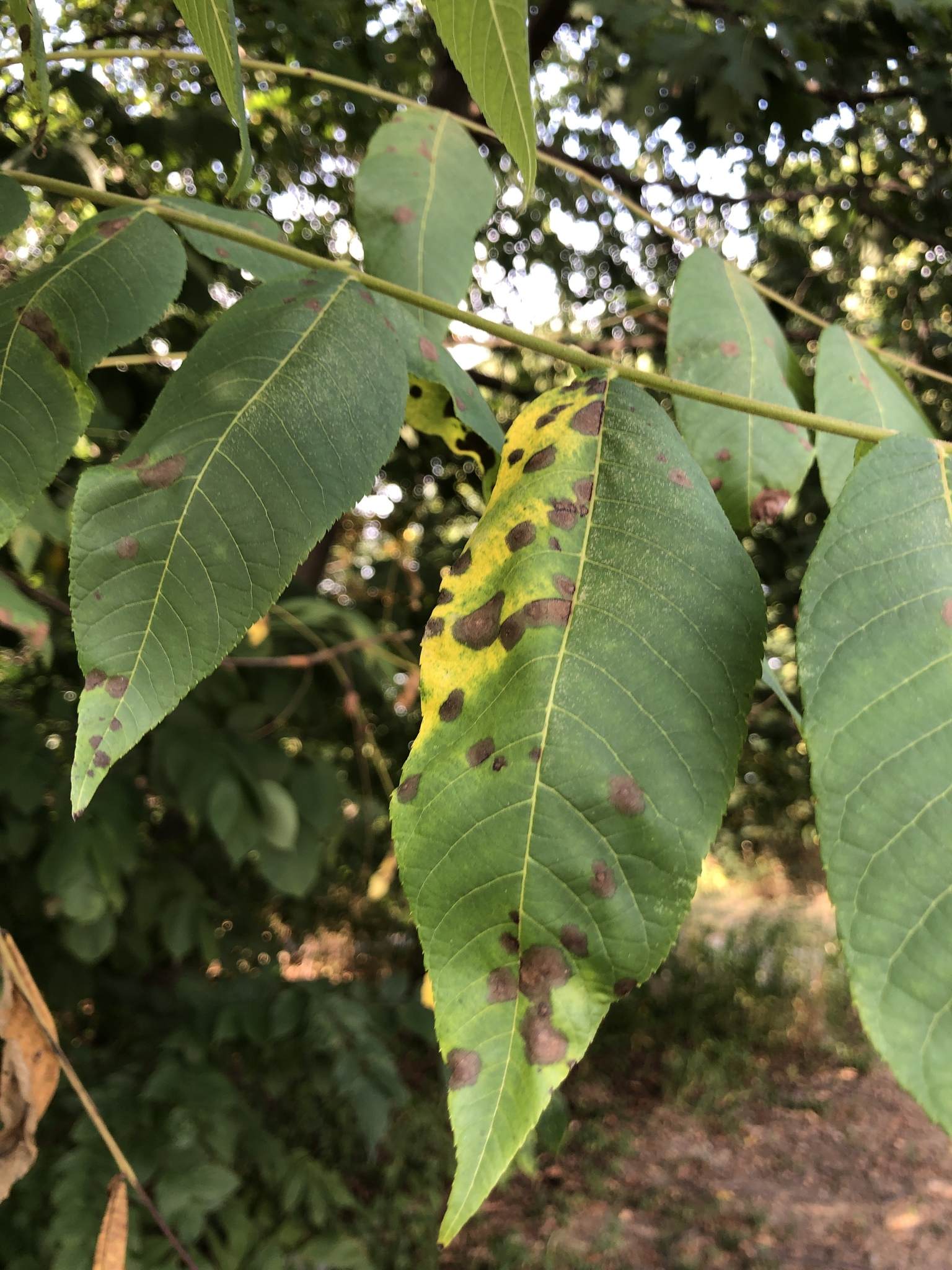 Ophiognomonia leptostyla