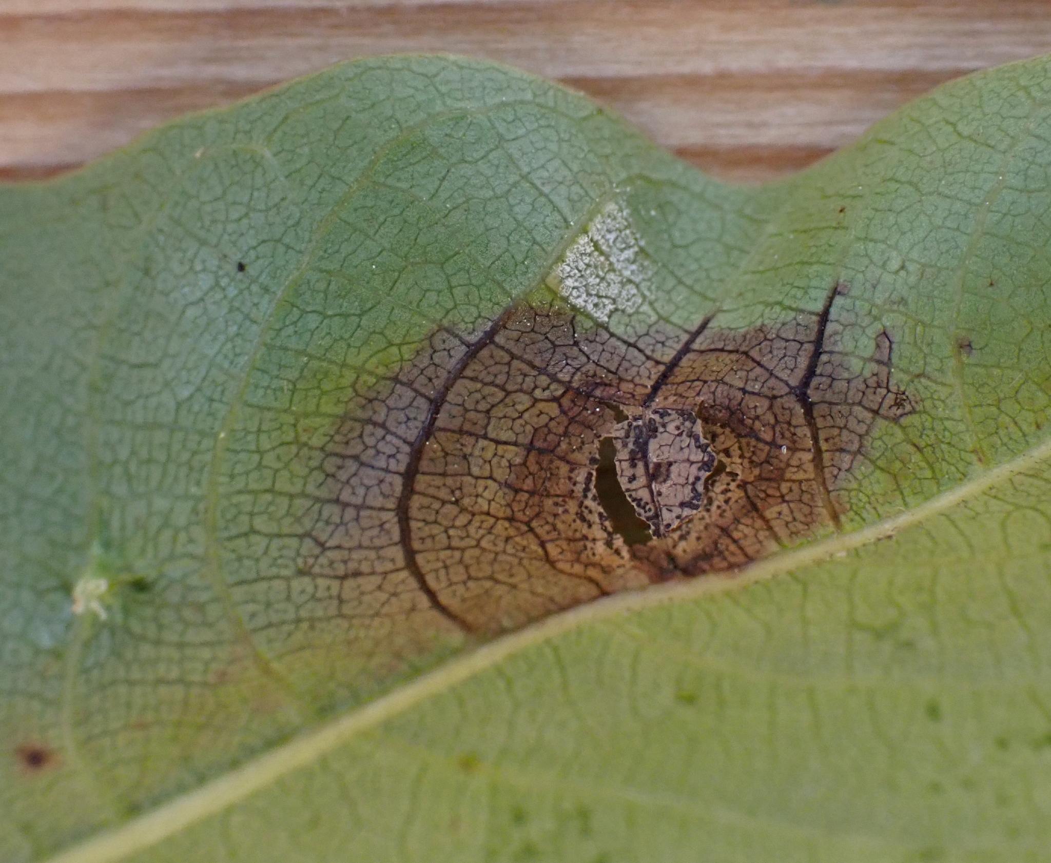 Ophiognomonia leptostyla