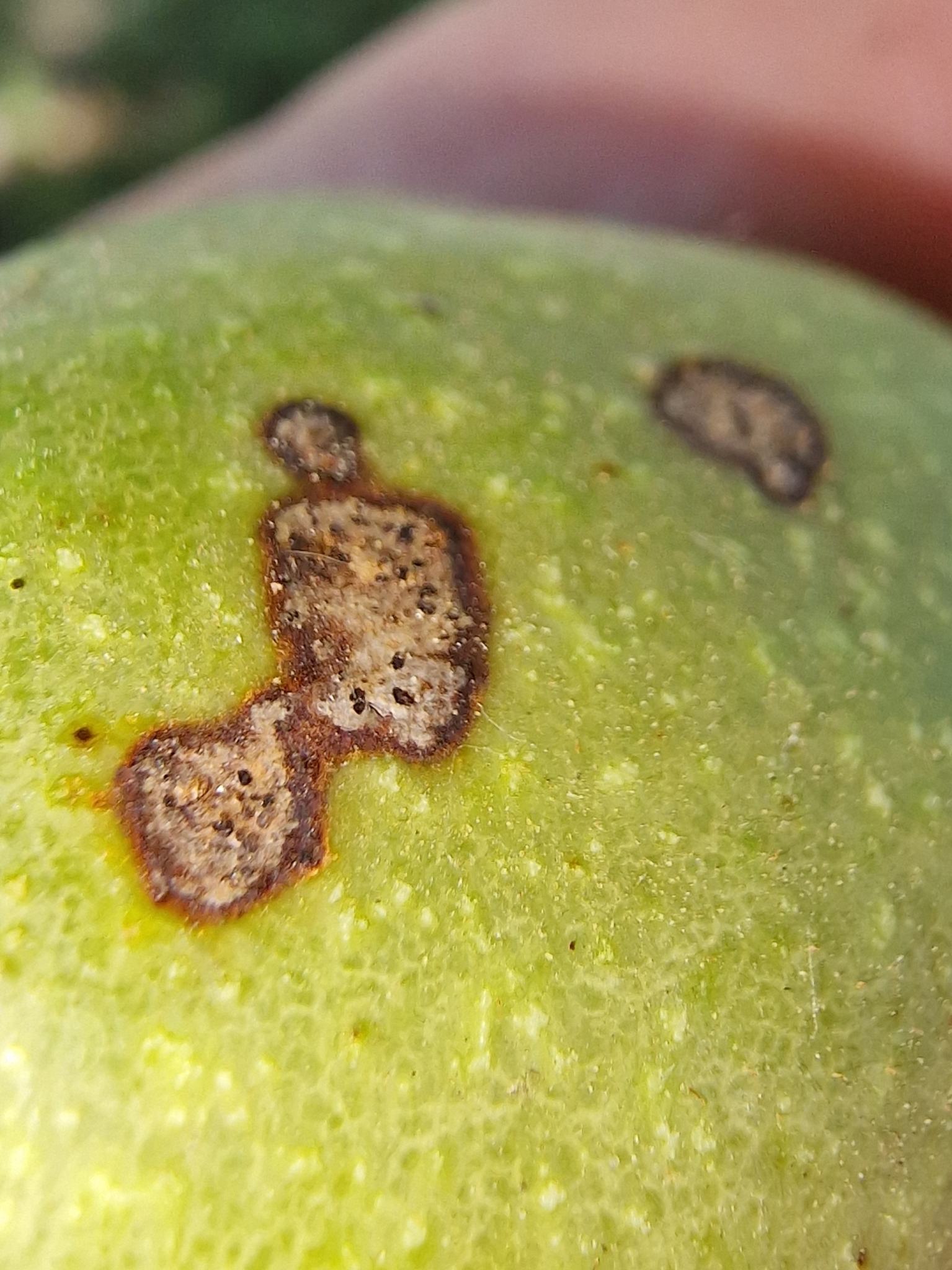 Ophiognomonia leptostyla