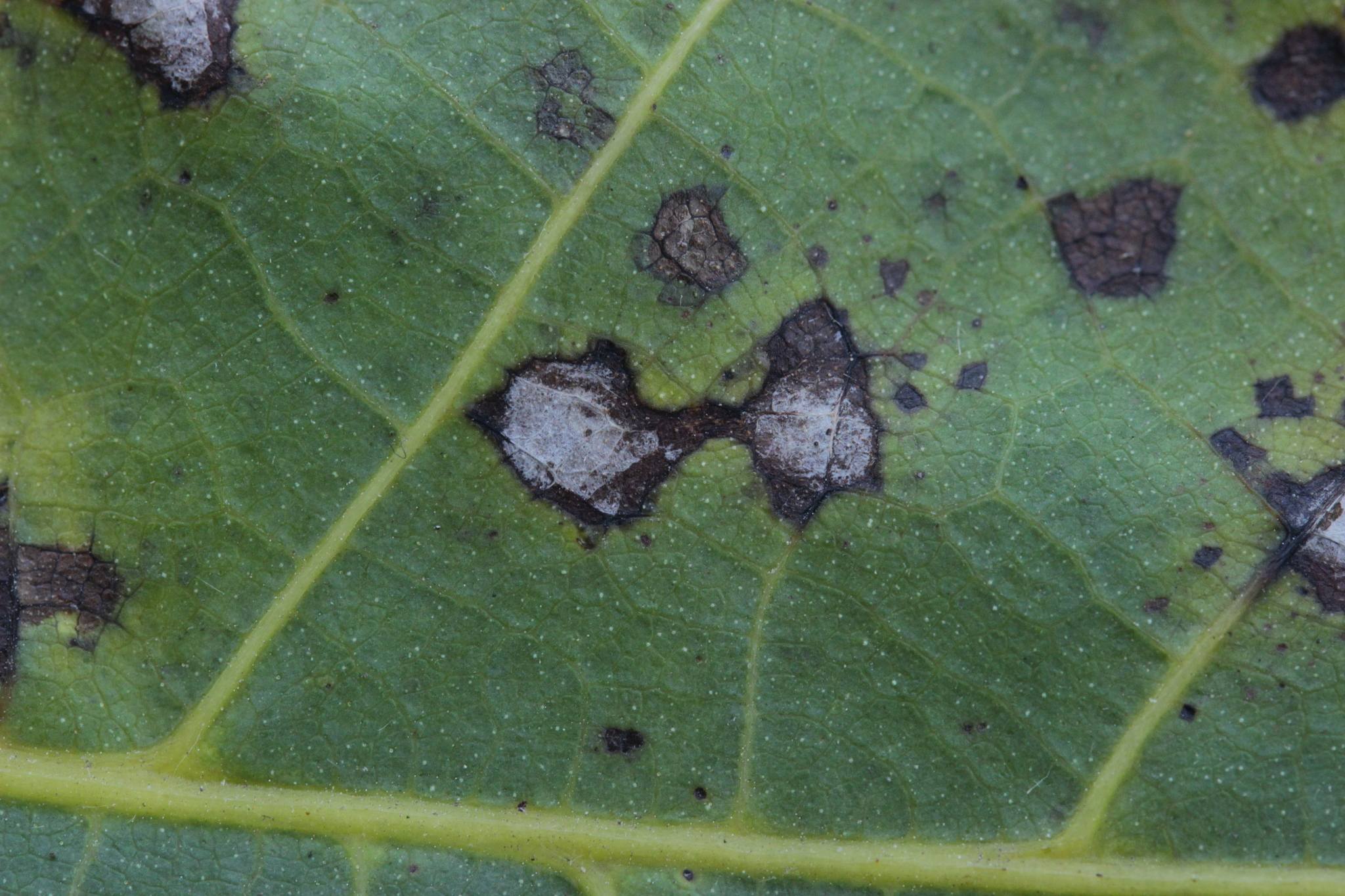 Ophiognomonia leptostyla