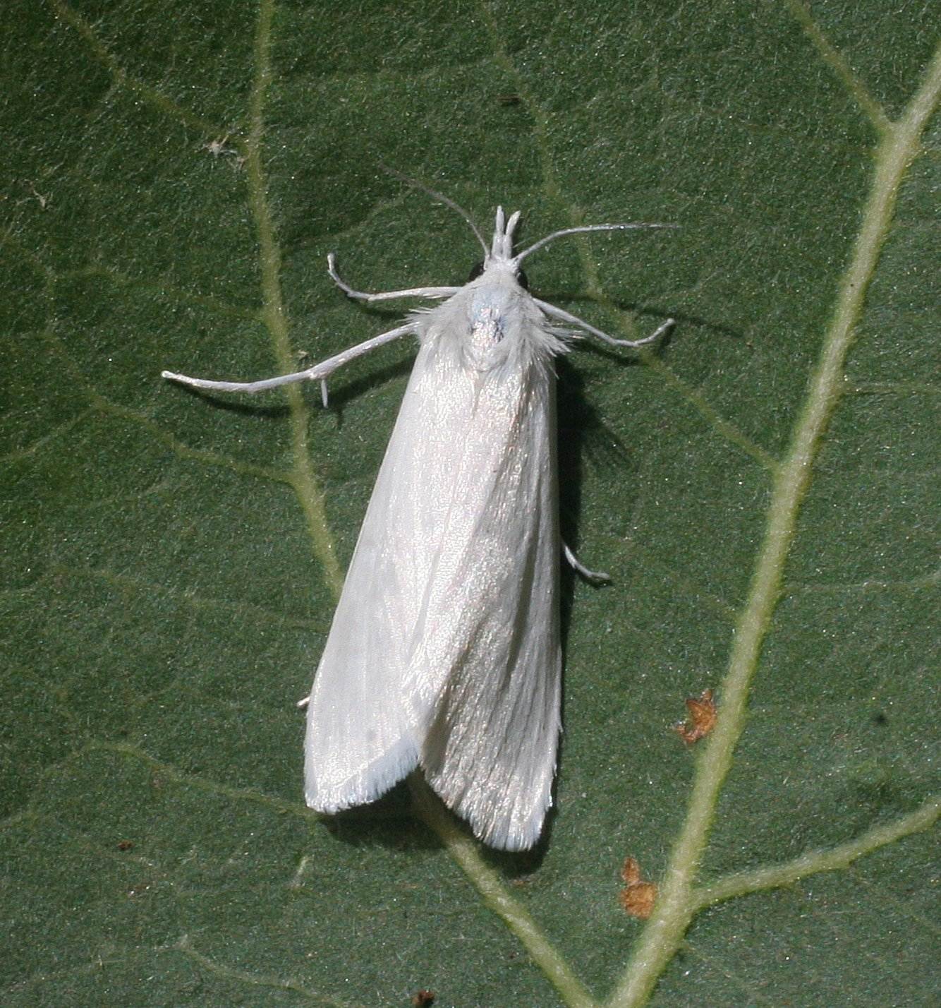 Scirpophaga innotata