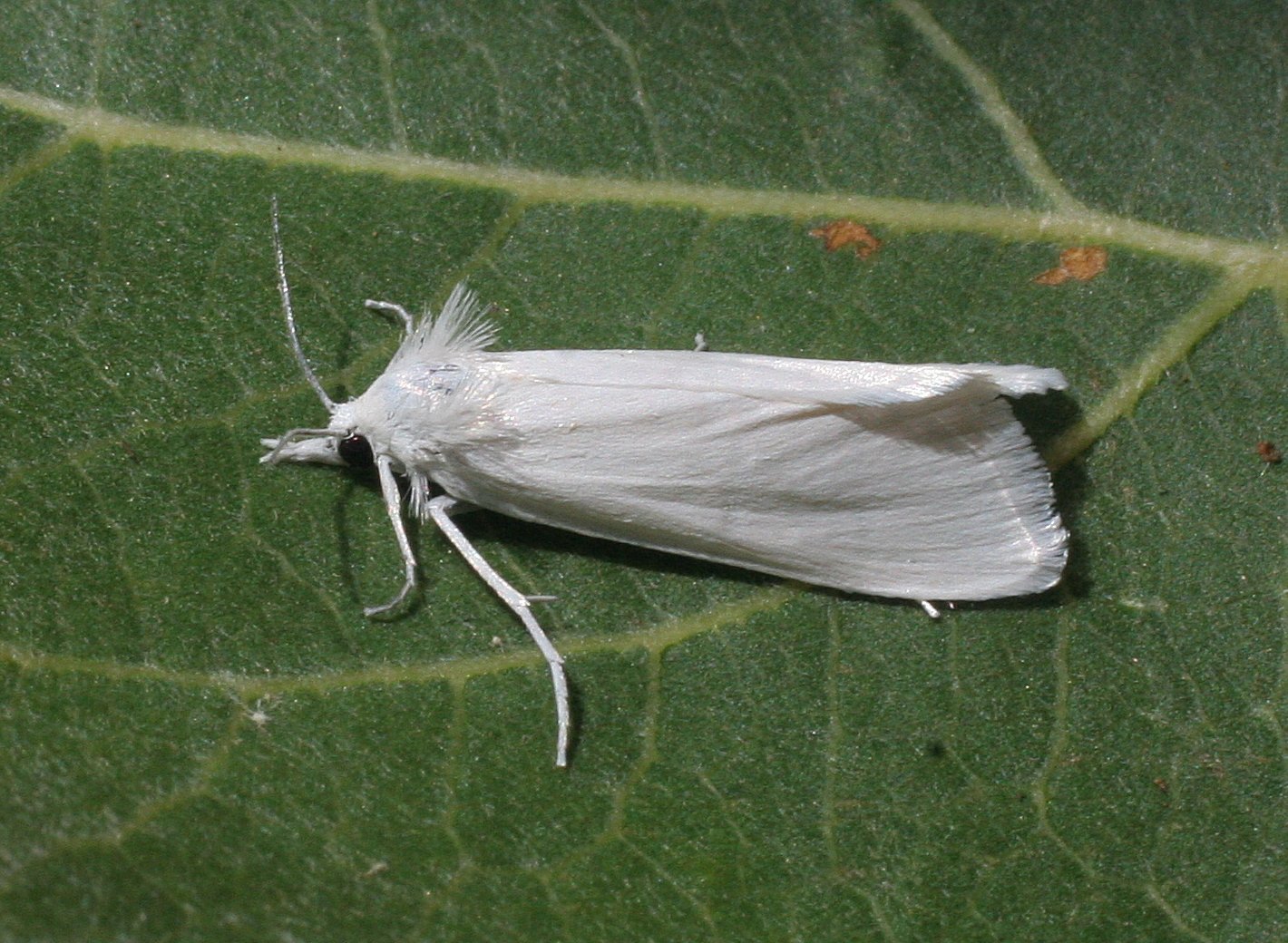 Scirpophaga innotata