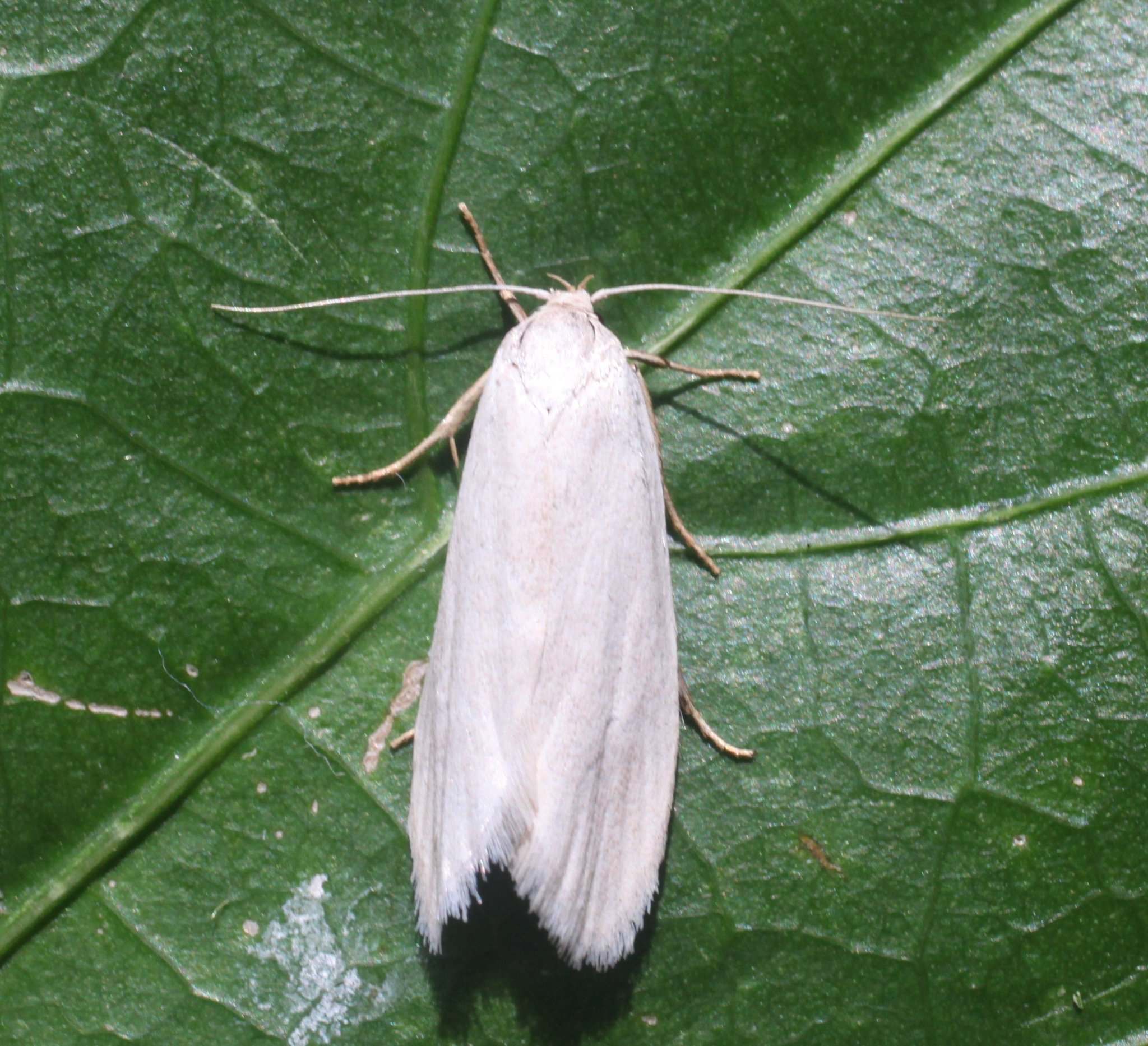 Scirpophaga innotata