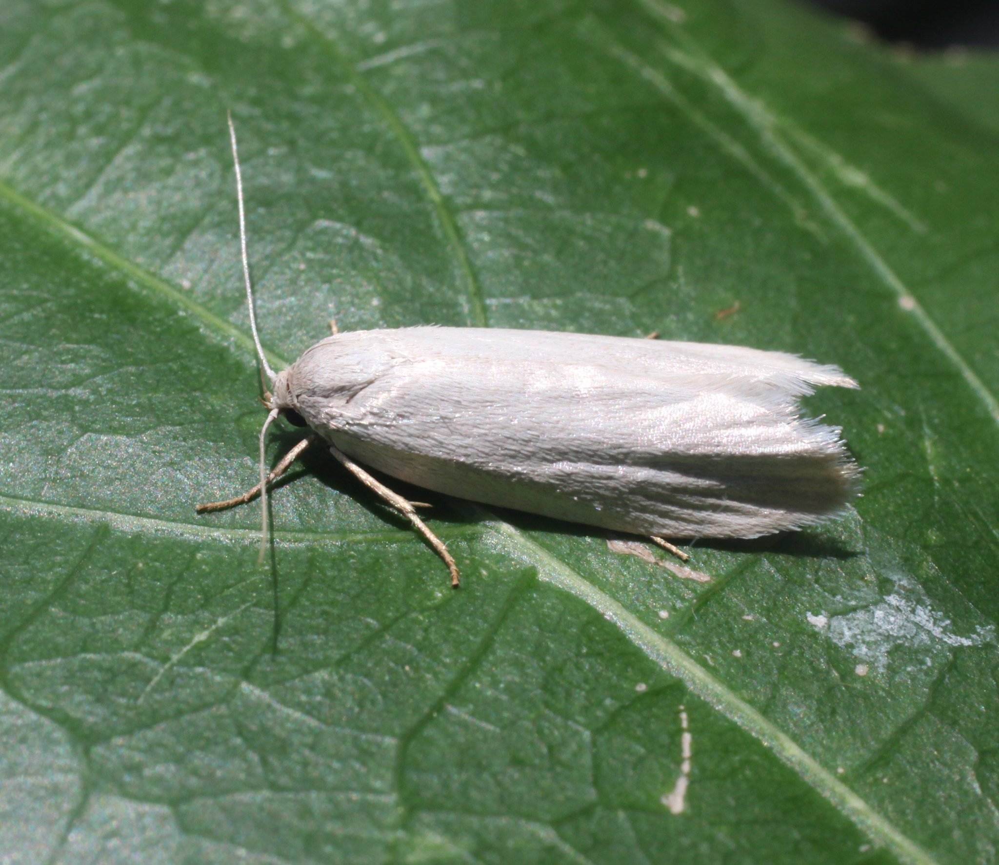 Scirpophaga innotata