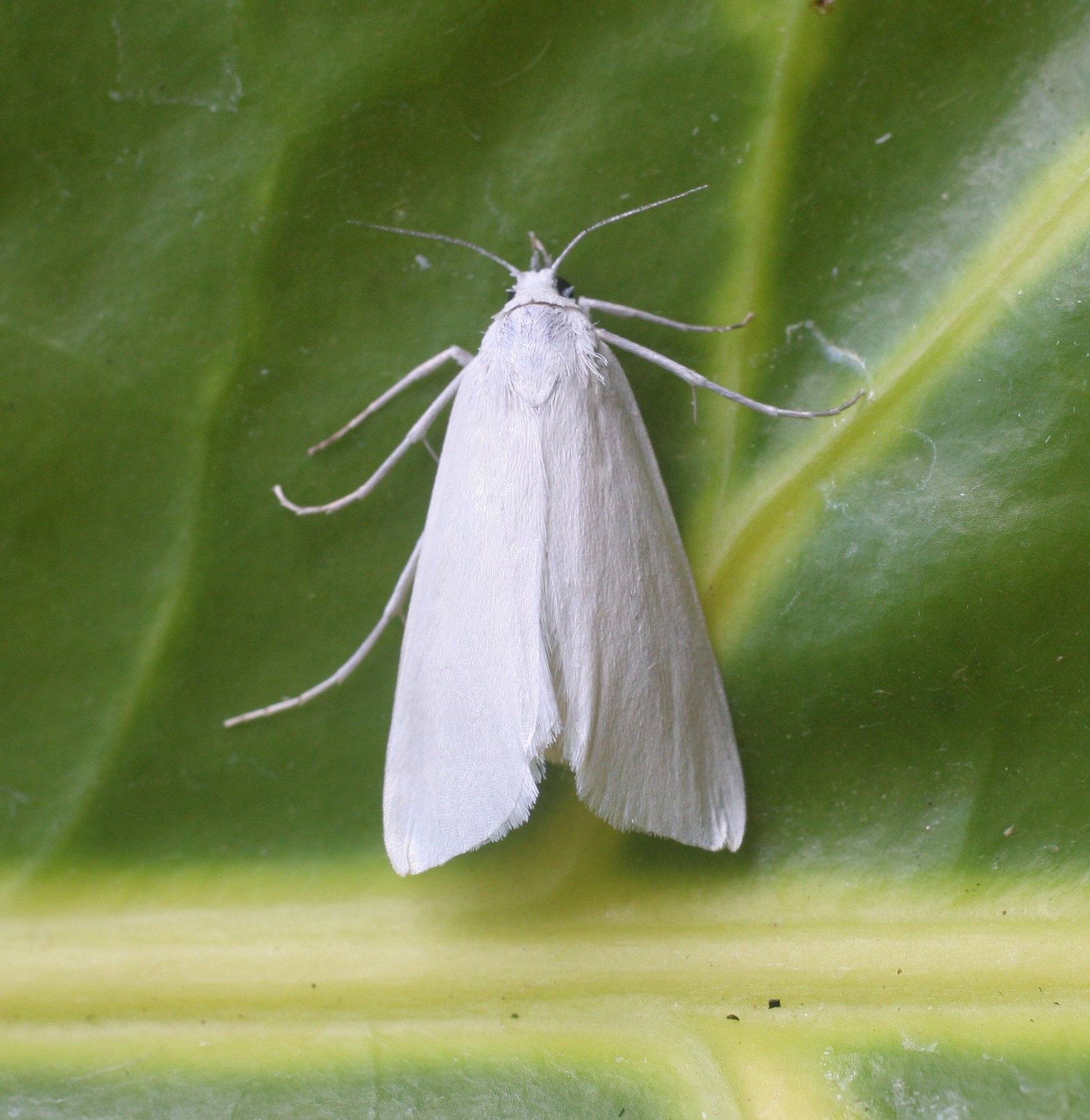 Scirpophaga innotata